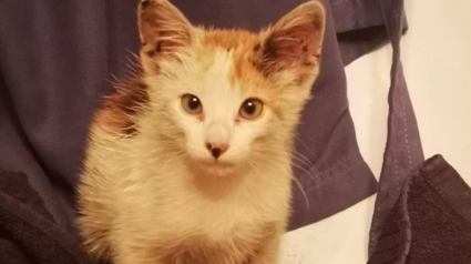 Illustration : Une jeune chatte saute à bord d'un navire marchand sans savoir qu'il le mènerait à l'autre bout de la Méditerranée