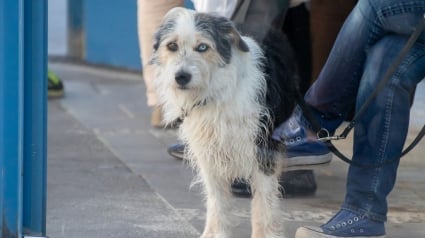 Illustration : Comment améliorer la vie de nos animaux en ville ? Yoann Latouche pose la question à ses invitées ce soir dans La Touche Animale