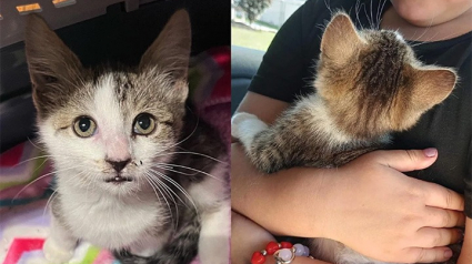 Illustration : Un chaton apeuré et perdu devant une école se calme dans les bras d’une fillette qui lui chante une chanson