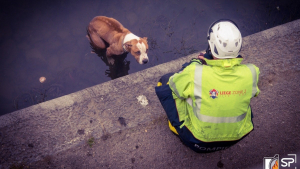 Illustration : Un chien tombé dans un fleuve risque l'hypothermie, les pompiers interviennent en urgence 