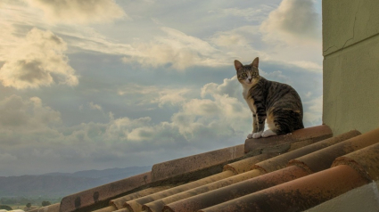 Illustration : Un SOS lancé pour sauver un chat bloqué sur le toit d'une maison, un couvreur y répond