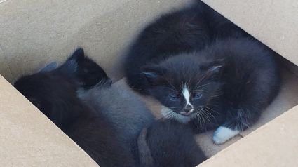 Illustration : Une chatte et ses 6 chatons se retrouvent bloqués sous une maison, les pompiers appelés à la rescousse