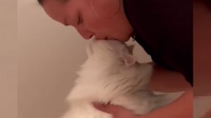 Illustration : Cette chatte à l'affection débordante ne prend ses repas qu'après avoir reçu son bisou (vidéo)