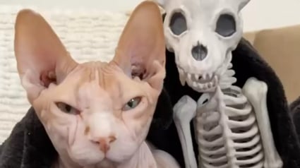 Illustration : Elle achète un squelette de chat en guise de déco d'Halloween, son Sphynx décide d'en faire son nouvel ami