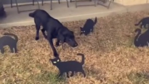 Illustration : L'incroyable attitude d'un chien pétrifié en découvrant les faux chats installés par sa famille dans le jardin (vidéo)