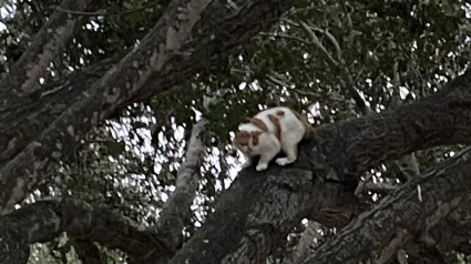 Illustration : "Nous sommes toujours là pour servir nos amis à 4 pattes" : les pompiers portent secours à un chat coincé en haut d'un arbre