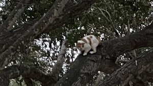 Illustration : "Nous sommes toujours là pour servir nos amis à 4 pattes" : les pompiers portent secours à un chat coincé en haut d'un arbre