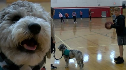 Illustration : Un chien de thérapie à l'école pour encourager les élèves en cours d'éducation physique