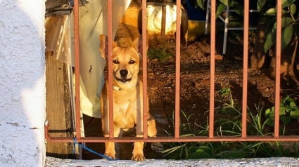 Illustration : Des chiens, des chats et d’autres animaux détenus par une femme atteinte du syndrome de Noé sauvés de leurs conditions vie déplorables à Lanta