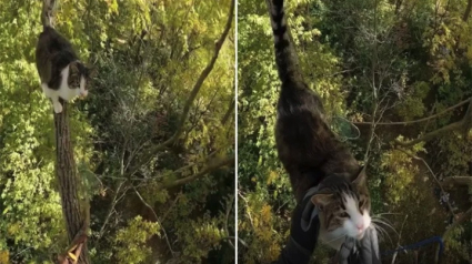 Illustration : La vidéo du sauvetage d’un chat perché à 13 mètres du sol dans un arbre par un élagueur-grimpeur passionné