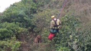 Illustration : Bloquée sur une falaise, une chienne grogne en voyant les pompiers approcher puis comprend qu’ils sont là pour l’aider