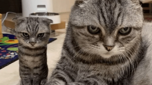 Illustration : 14 photos désopilantes de chats qui ne font décidément rien comme les autres