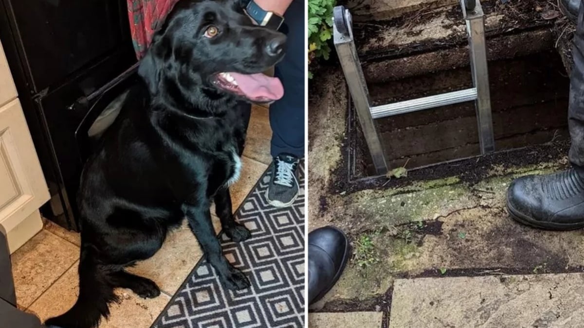 Illustration : "Un Labrador tombe dans un égout profond de 3 mètres, association et pompiers sont appelés à l'aide"