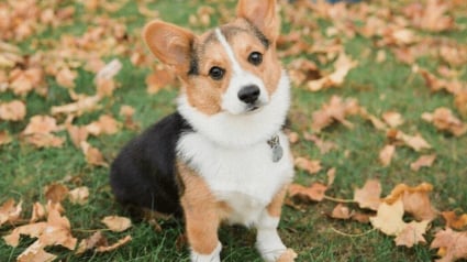 Illustration : 20 photos splendides de Corgis qui donnent raison aux inconditionnels de cette race