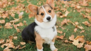 Illustration : 20 photos splendides de Corgis qui donnent raison aux inconditionnels de cette race