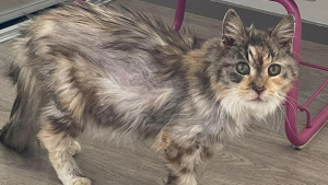 Illustration : "Une chatte de 22 ans abandonnée en raison du prix de ses soins a été adoptée par sa famille d’accueil : « elle profitera d’une retraite dorée »"