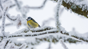 Illustration : Pour prendre les oiseaux des jardins sous votre aile cet hiver, Hamiform a concocté une sélection d’innovations à ne pas manquer