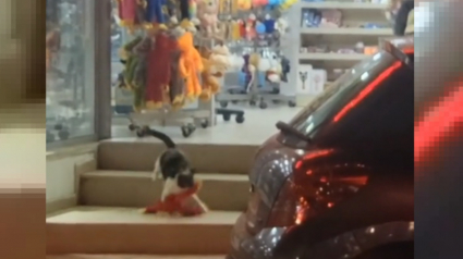 Illustration : Un chat cleptomane multirécidiviste s'introduit dans un magasin pour voler des animaux en peluche (vidéo)