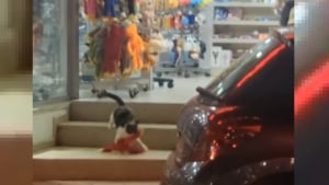 Illustration : Un chat cleptomane multirécidiviste s'introduit dans un magasin pour voler des animaux en peluche (vidéo)