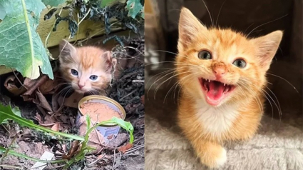 Illustration : Un chaton abandonné en pleine nature donne du fil à retordre aux sauveteurs avant de faire entendre sa voix