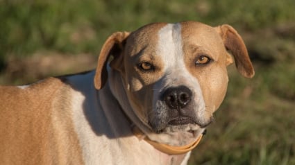 Illustration : Nouveau départ pour 11 chiens et un lapin retirés à une personne accusée de maltraitances