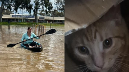 Illustration : Une bénévole saute sur son kayak pour sauver un chat piégé par les inondations