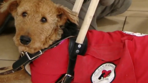 Illustration : Un chien d'assistance fraîchement formé disparaît pendant 3 ans, puis un témoignage fait renaître l'espoir