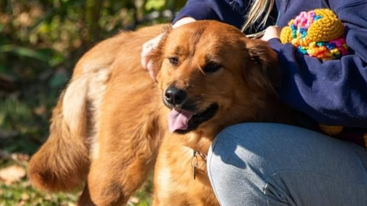 Illustration : "Il tente de sauver son chien tombé dans une gorge et doit être secouru à son tour"