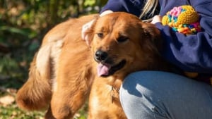 Illustration : Il tente de sauver son chien tombé dans une gorge et doit être secouru à son tour