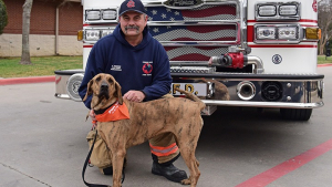 Illustration : Clémentine, chienne d’une caserne de pompiers, a reçu le prix de l’animal de l’année 2022 pour le soutien qu’elle délivre
