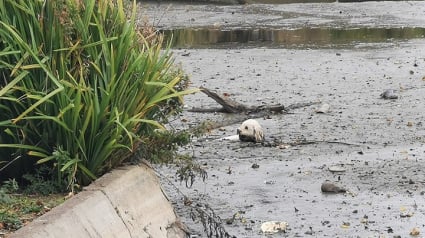 Illustration : Un chien se retrouve coincé dans la boue d’un lac asséché : des passants interviennent