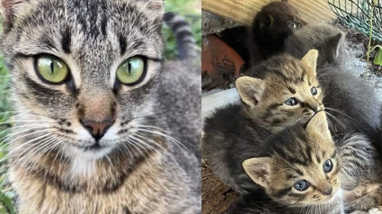 Illustration : Une femme découvre un chaton dans son jardin, plus tard elle trouve le reste de sa famille et comprend pourquoi il était seul