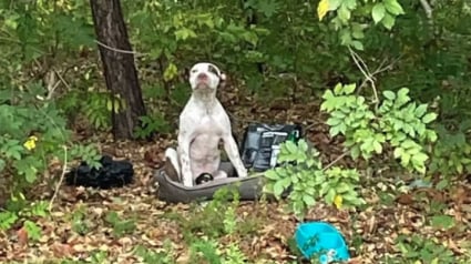 Illustration : Ce chiot abandonné blessé dans les bois avec toutes ses affaires attendait désespérément qu’on lui vienne en aide