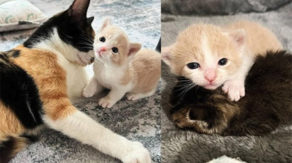 Illustration : Une chatte et son petit adoptent un bébé orphelin sous le regard attendri de leur famille d’accueil