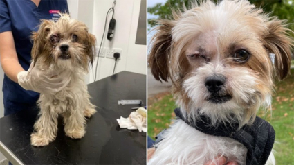 Illustration : Une chienne Shih Tzu retrouvée en bien piteux état goûte enfin au bonheur après avoir reçu les soins dont elle avait besoin