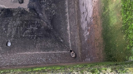 Illustration : Une chatte tombée dans les égouts d’un cimetière sauvée in extremis de la noyade