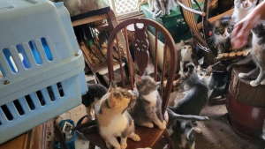 Illustration : "75 chats retrouvés entassés dans la chambre d’une pension pour personnes mentalement déficientes : grande mobilisation pour les secourir"