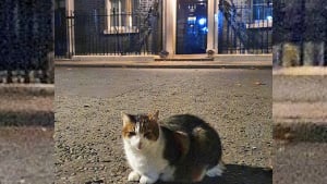 Illustration : "Caviar et homard" : Larry le chat du 10 Downing Street rêve de menus de luxe avec l'arrivée du nouveau Premier ministre britannique