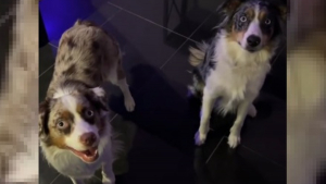 Illustration : Ces 2 chiens sont si bien éduqués qu'ils obéissent même aux ordres d'une chanson (vidéo)
