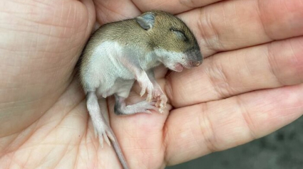 Illustration : 14 photos racontant l'histoire touchante du sauvetage d'une souris qui semblait condamnée