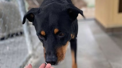 Illustration : Ce chien attend depuis 6 longues années en refuge qu’on l’adopte à cause d’un de ses traits de caractère 