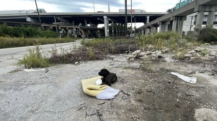 Illustration : Un chien retrouvé seul sous un pont avec une grave blessure par arme à feu cherche un nouveau foyer après avoir été amputé