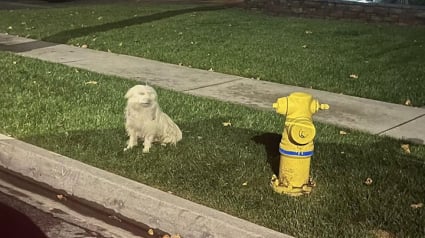 Illustration : Un chien a attendu désespérément ses maîtres qui l‘avaient abandonné à côté d’une bouche à incendie avant qu’on lui porte secours