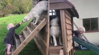 Illustration : La vidéo attendrissante d’un chiot Golden Retriever qui joue avec sa toute petite maîtresse au toboggan 