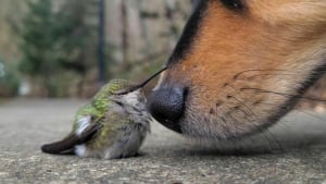 Illustration : 20 photos de chiens et de chats qui vous feront faire le plein de tendresse pour toute la journée