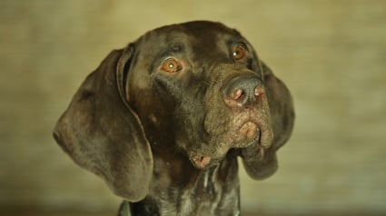 Illustration : Opération de plusieurs heures pour secourir un chien tombé dans un puits d'aération