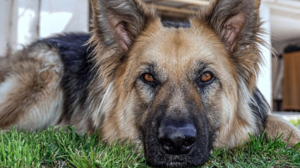 Illustration : Un chien bloqué sur une paroi rocheuse escarpée déclenche l'intervention des pompiers du GRIMP