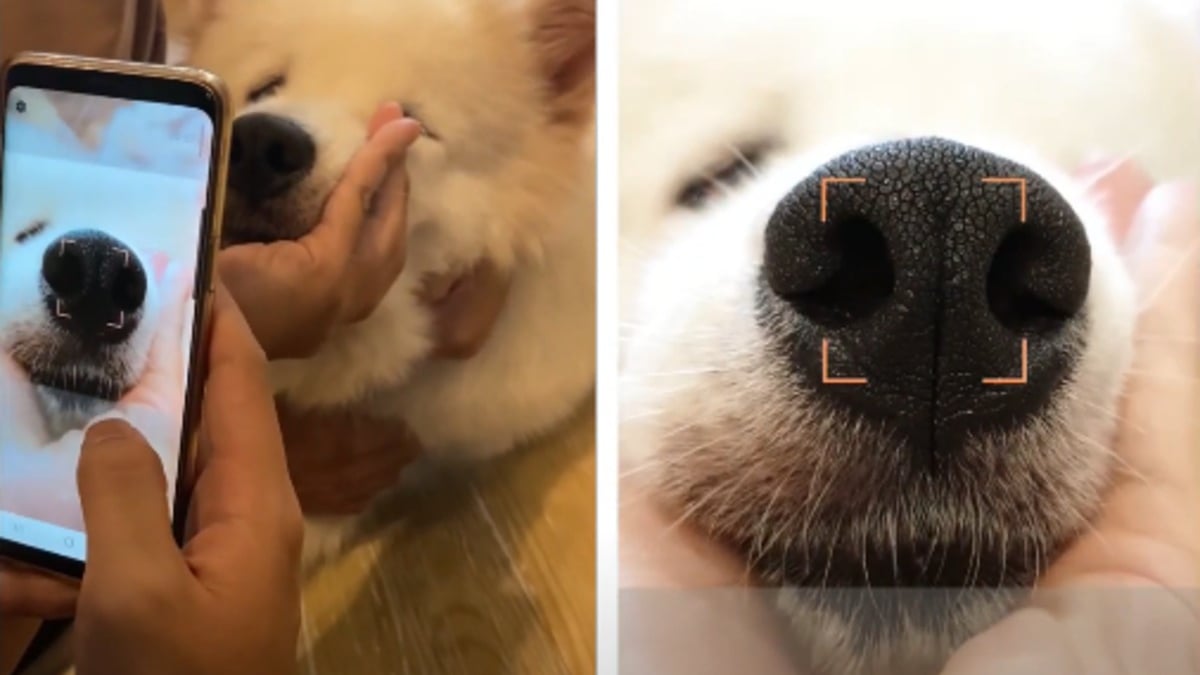 Illustration : "Après le tatouage et la puce, l'identification des chiens par la truffe mise à l'essai"