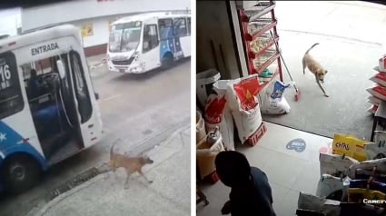 Illustration : Un chien prend le bus pour faire une surprise à sa maîtresse sur son lieu de travail (vidéo)