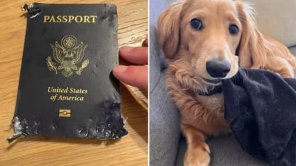 Illustration : Un chiot détériore le passeport de sa maîtresse qui s’apprête à partir en lune de miel